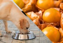 can dogs eat golden berries