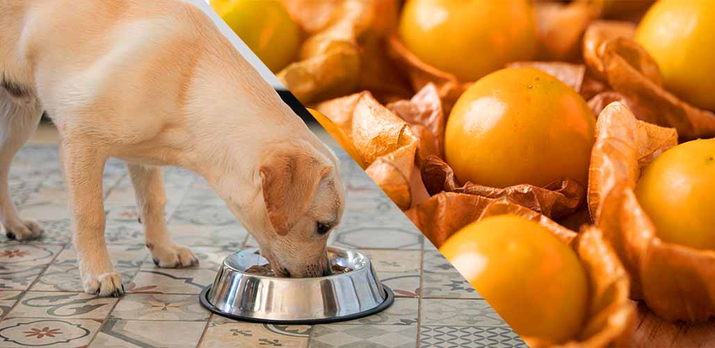 Can Dogs Eat Cape Gooseberries 