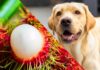 can dogs eat rambutan