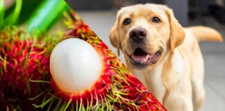 can dogs eat rambutan