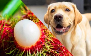 can dogs eat rambutan