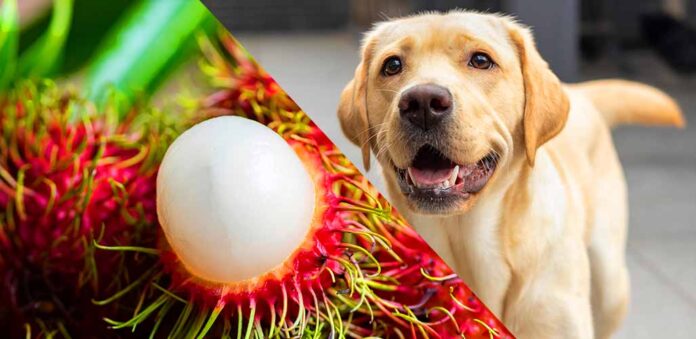 Can Dogs Eat Rambutan_ HP long can dogs eat rambutan