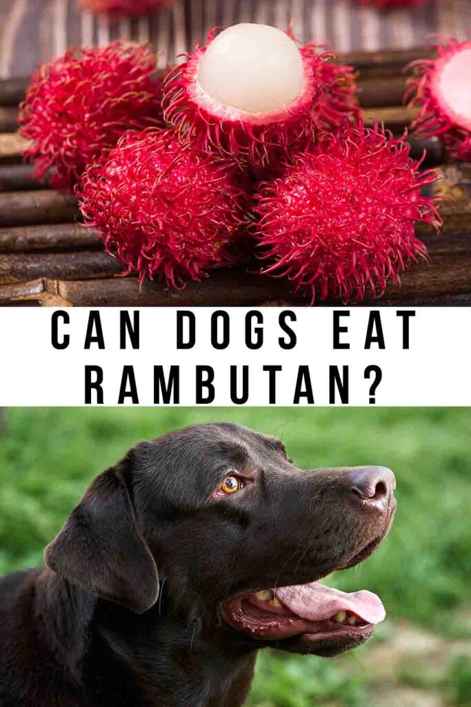 can dogs eat rambutan