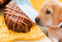 can dogs have nutter butters