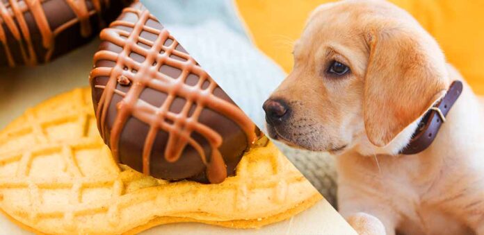 Can Dogs Have Nutter Butters_ LS long can dogs have nutter butters