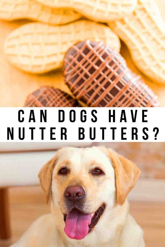 can dogs have nutter butters