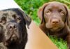 labrador behavior by age