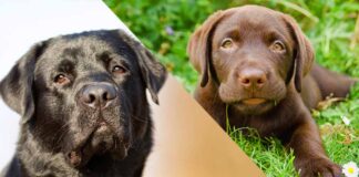 labrador behavior by age