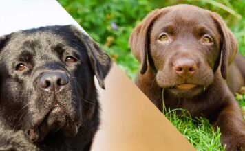 labrador behavior by age