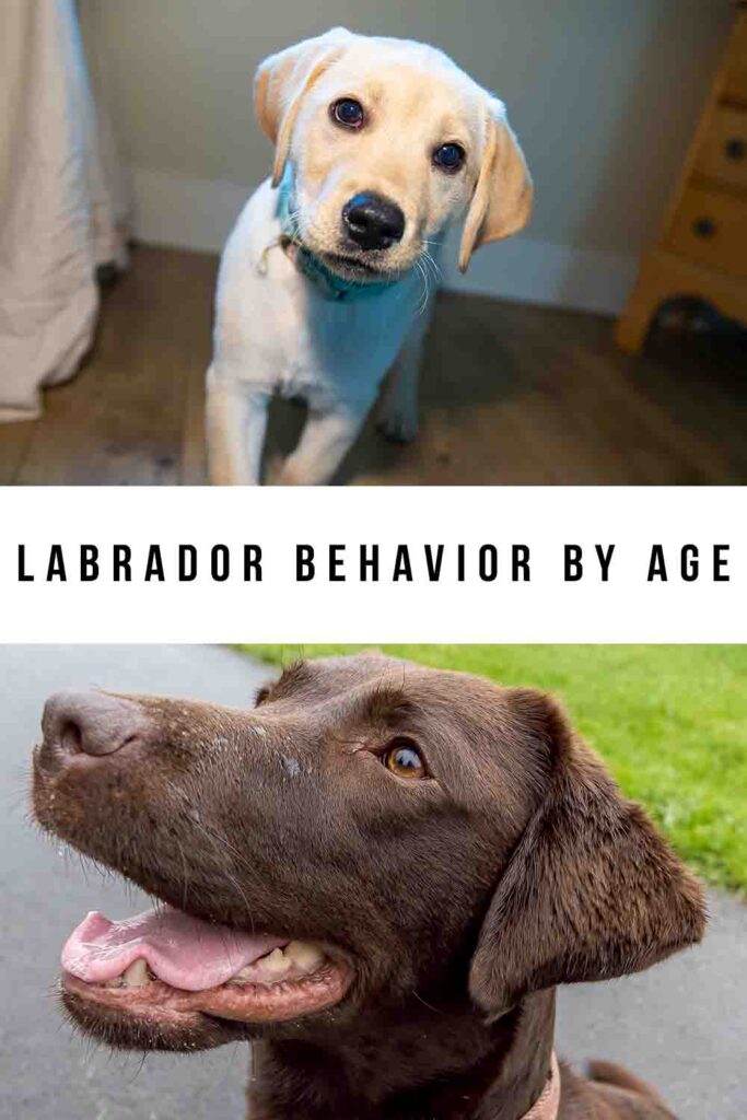 labrador behavior by age