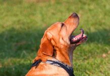 bubble theory dog training