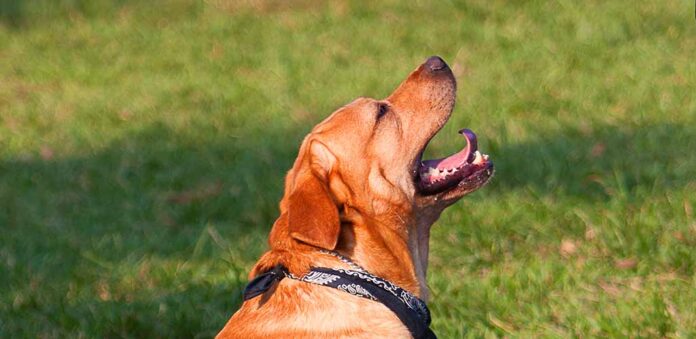 What Is Bubble Theory Dog Training_ LS long bubble theory dog training