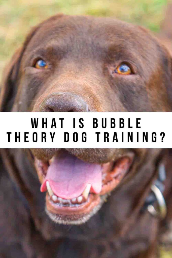 ¿Qué es el adiestramiento canino de la teoría de las burbujas?