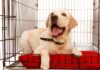 labrador dog in small crate