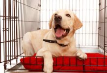 labrador dog in small crate