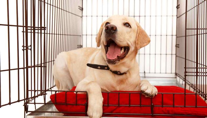 labrador dog in small crate