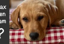 male lab puppy