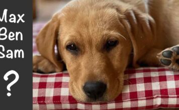 male lab puppy