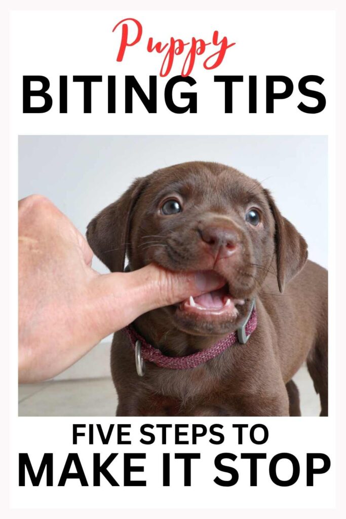 photo of a chocolate lab puppy biting a finger with text overlay that reads: Puppy Biting Tips - five steps to make it stop