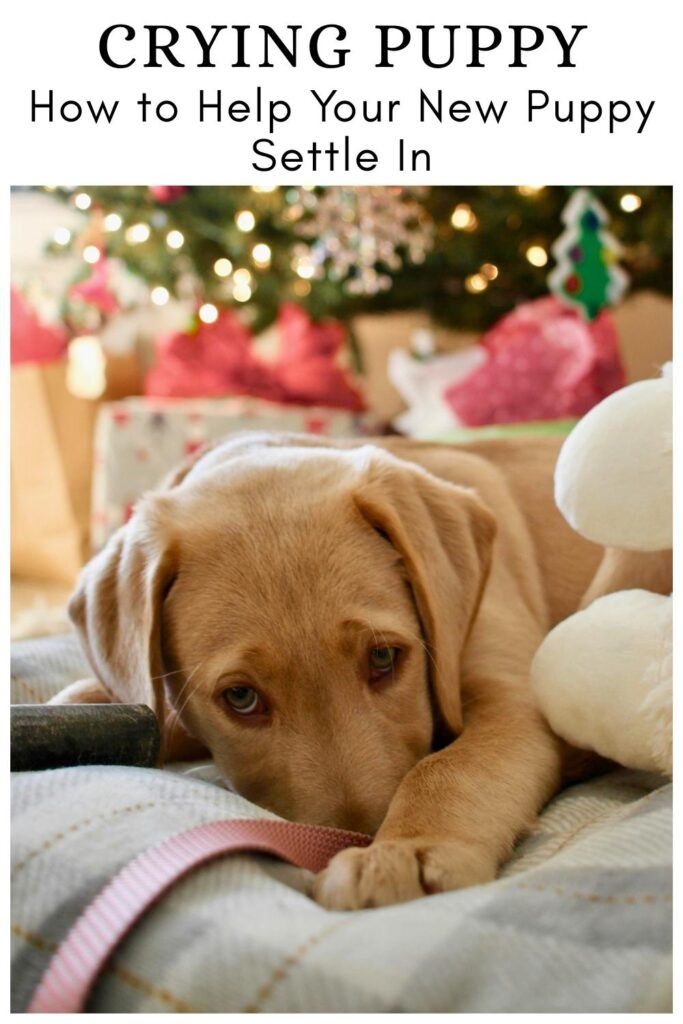 photo of a yellow labrador puppy with text overlay that reads: Crying Puppy, how to help your puppy settle in