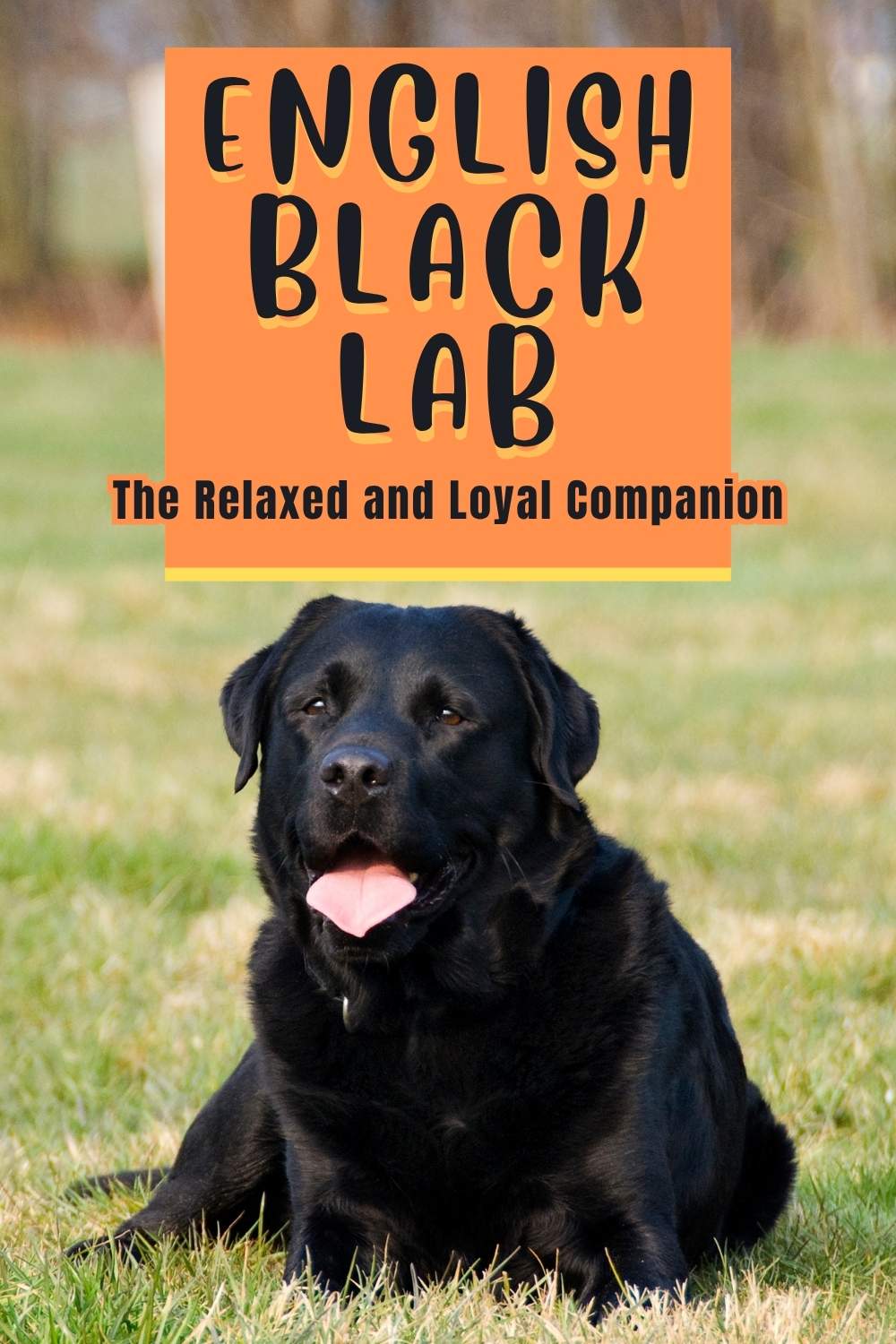 Black Lab - A Complete Guide to the Black Labrador Retriever
