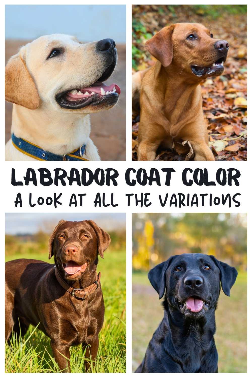 Labrador Colors The Secrets Of Labrador Color Inheritance labrador-colors-the-secrets-of-labrador-color-inheritance