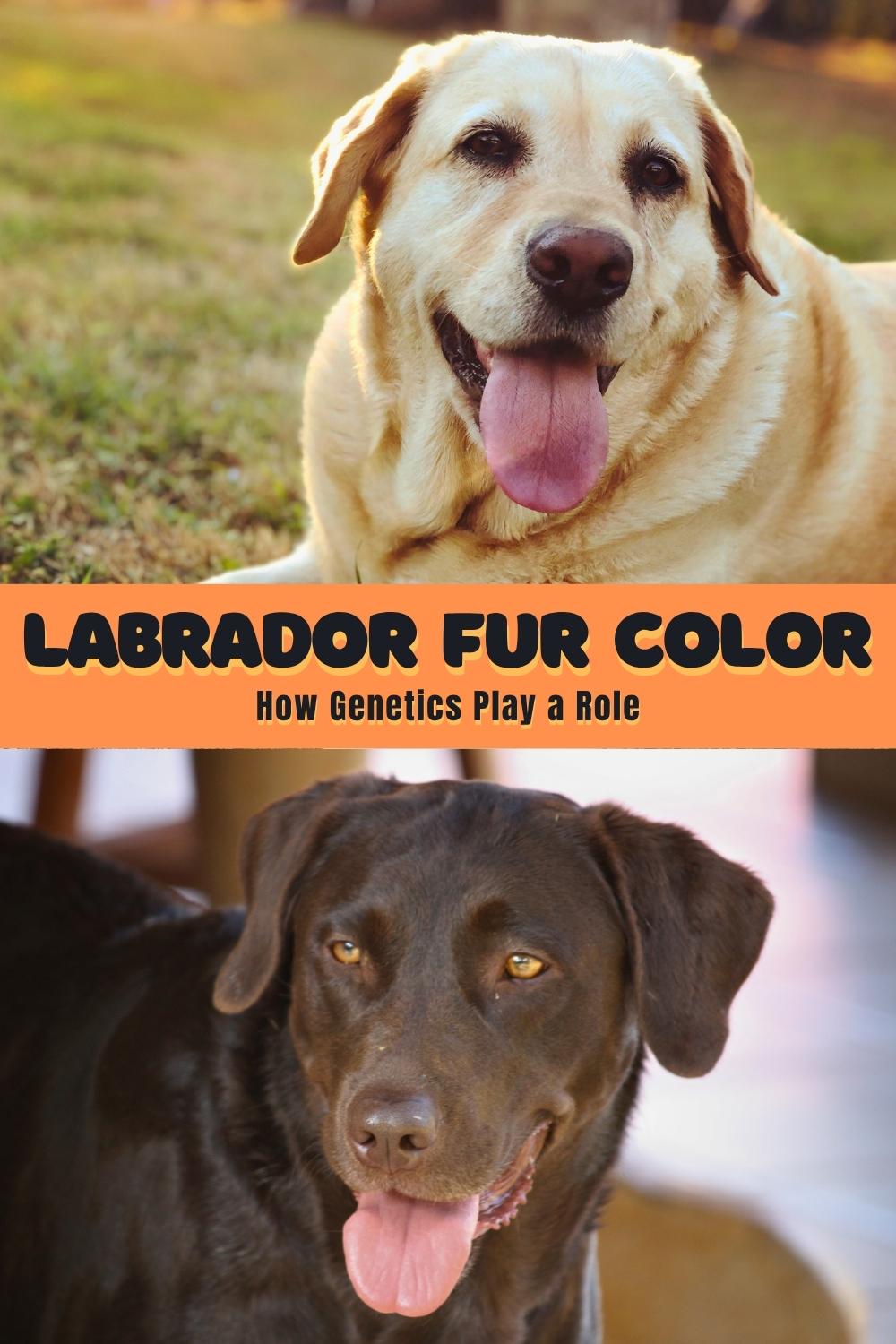 Yellow Lab Color Variations Labrador Colors - The Secrets of Labrador Color Inheritance