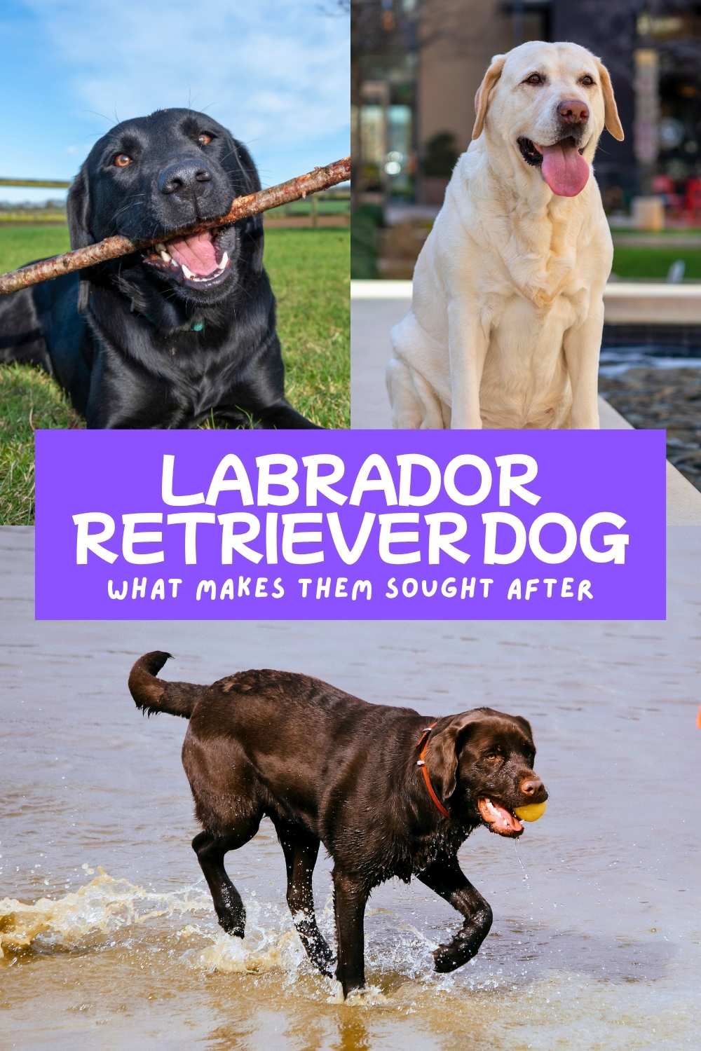 Different Types Of Labrador - Which Is Right For You?