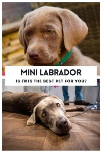 Smallest Lab Miniature Labrador: Small Size and Dwarfism In Labs