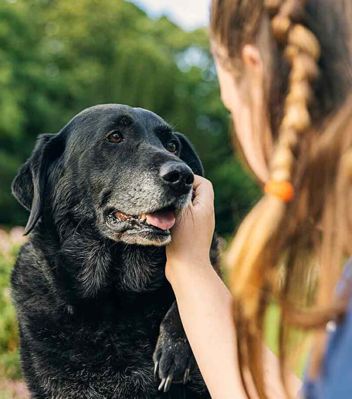 Labrador Retriever Lifespan How Long Do Labradors Live?
