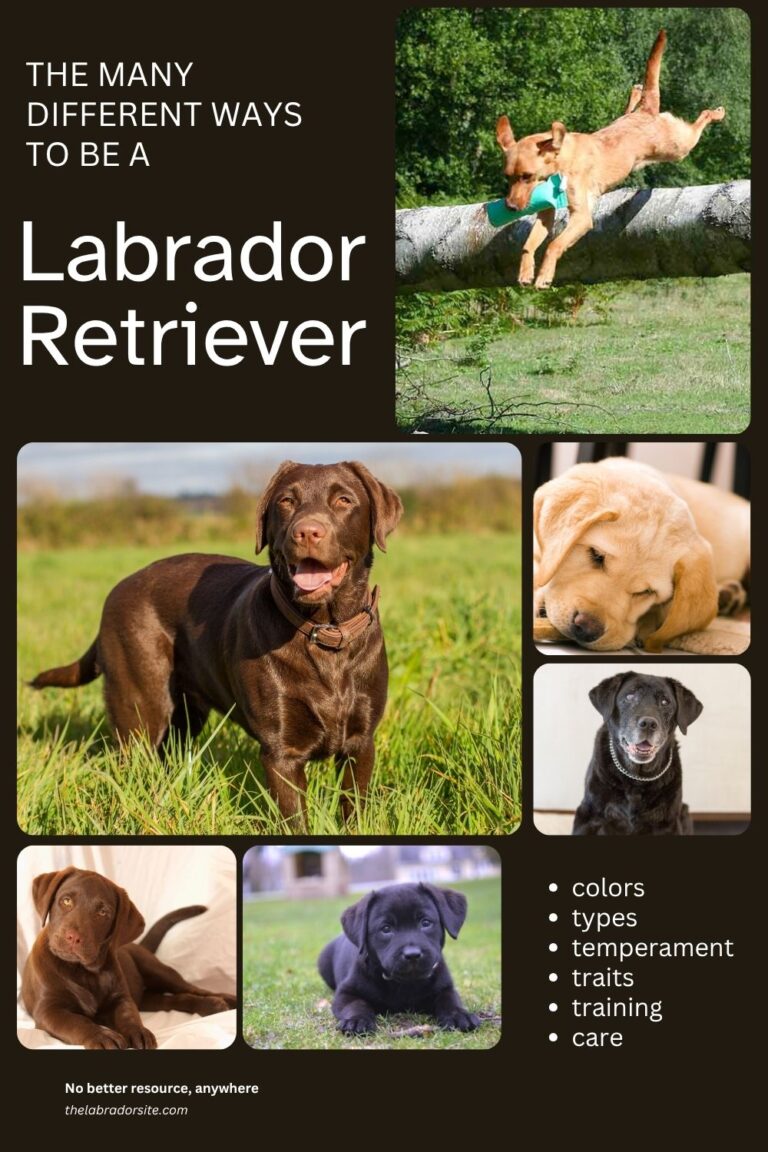 Different Types Of Labrador - Which Is Right For You?
