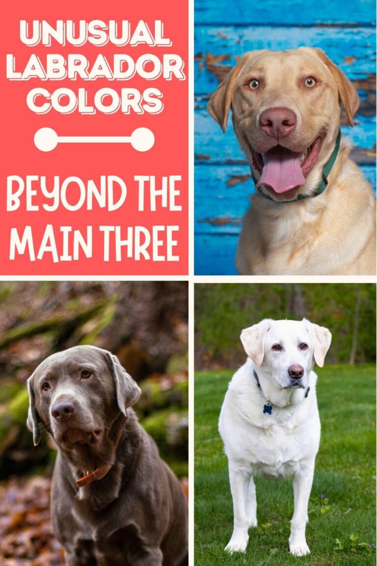 Labrador Colors - The Secrets of Labrador Color Inheritance