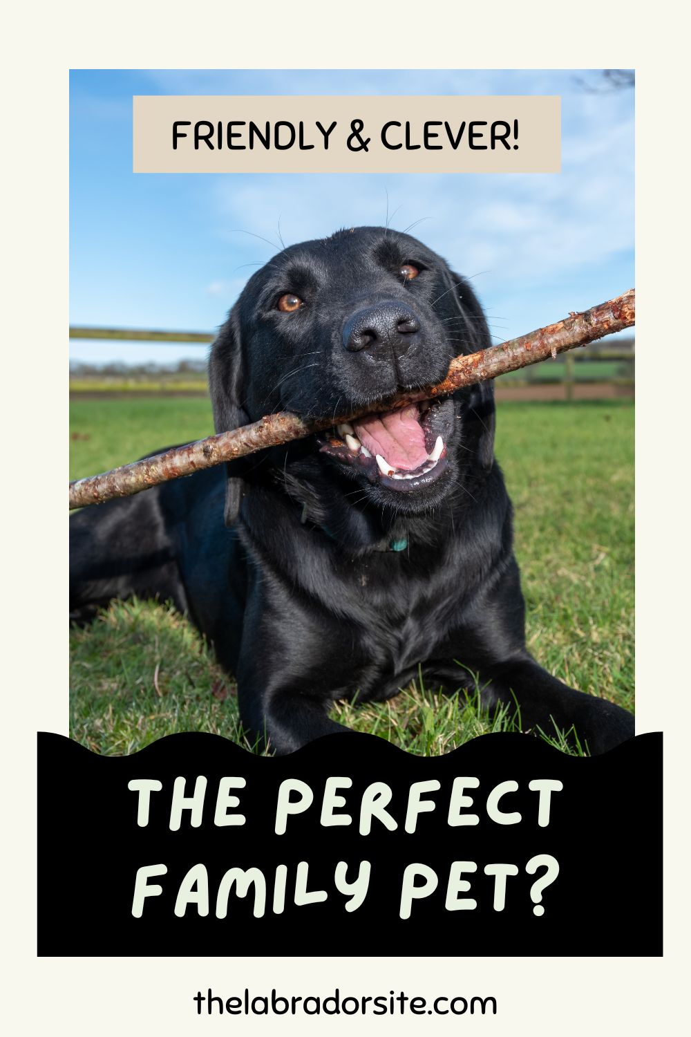 Black Lab - A Complete Guide to the Black Labrador Retriever