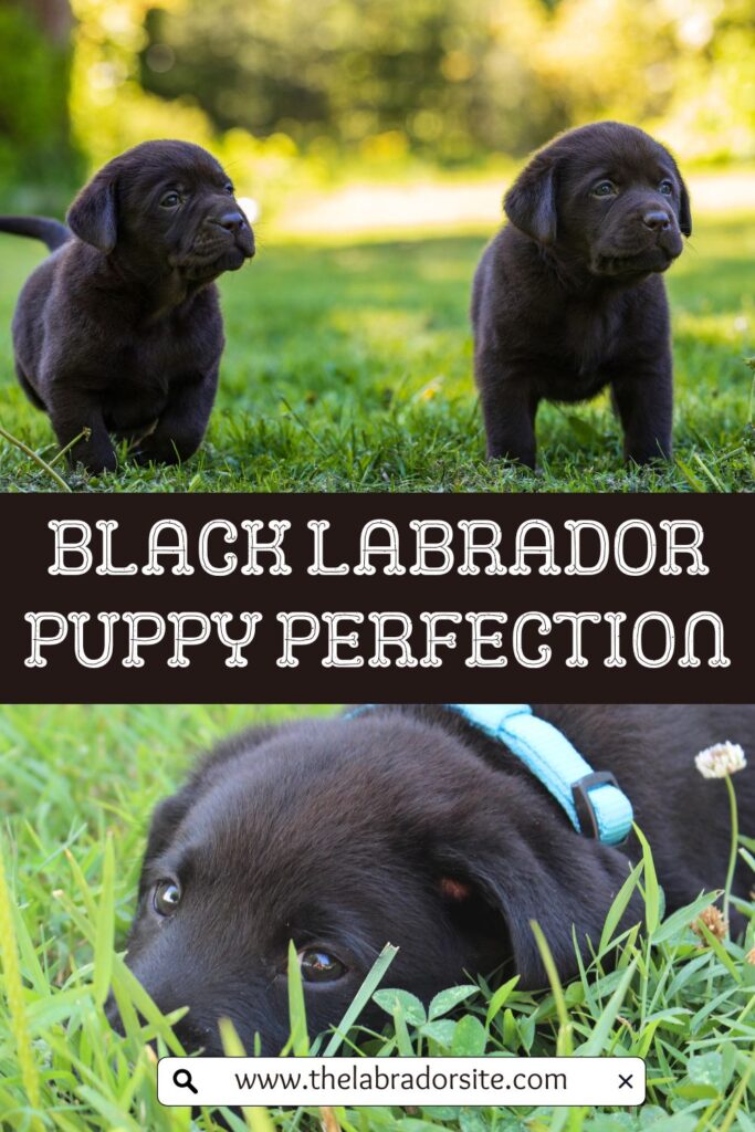 two photos of black labrador puppies with text overlay that reads: Black Labrador Puppy Perfection
