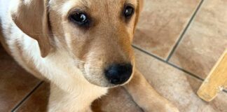 Our American Lab puppy, Bonnie