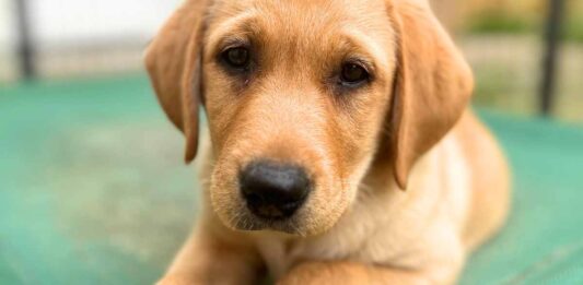 Bonnie is an American type of Labrador