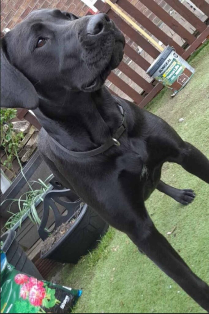 Mastiff Lab Mix Breed Information A Guide To The Mastador Dog