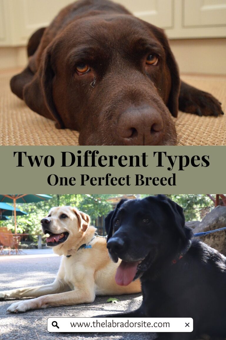 Different Types Of Labrador - Which Is Right For You?
