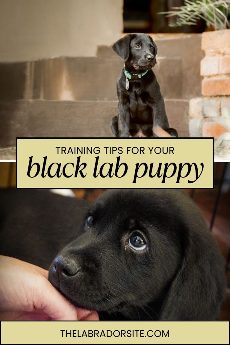 Black Lab - A Complete Guide to the Black Labrador Retriever