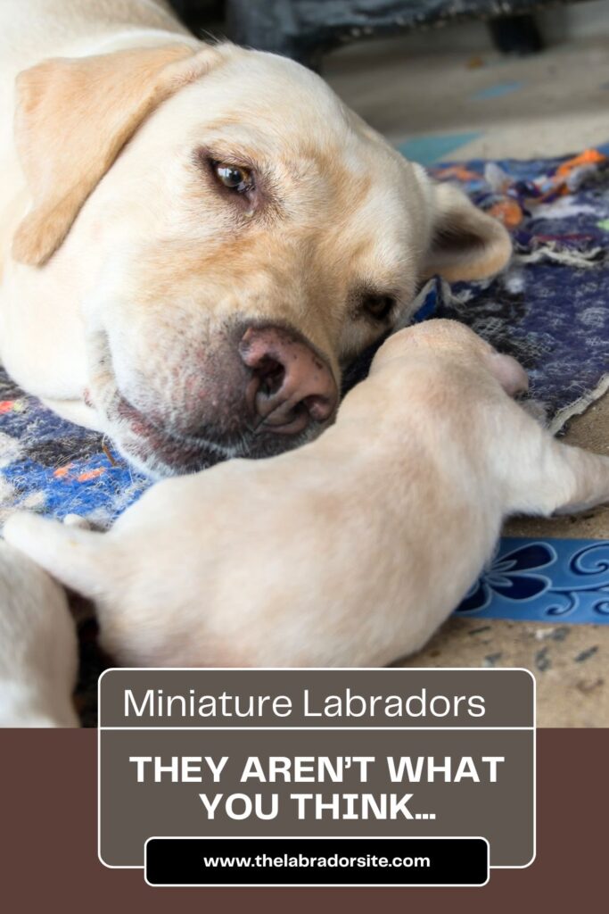 Photo of a mother Labrador and her tiny baby