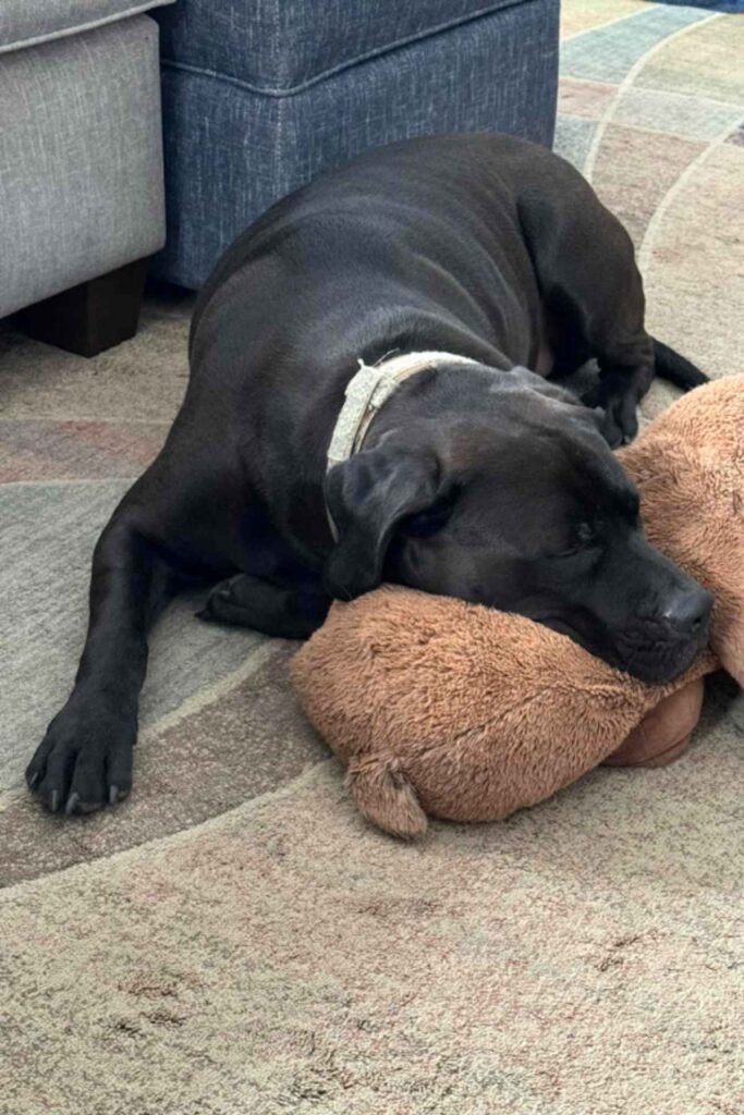 Picture of Mousse the Mastiff Lab mix