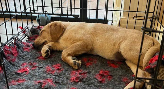 photo of a yellow lab puppy asleep in her crate on some vet bed