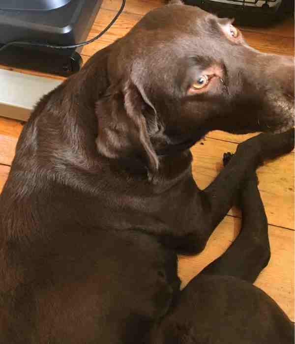 Rachael the chocolate Lab sneaking under the desk