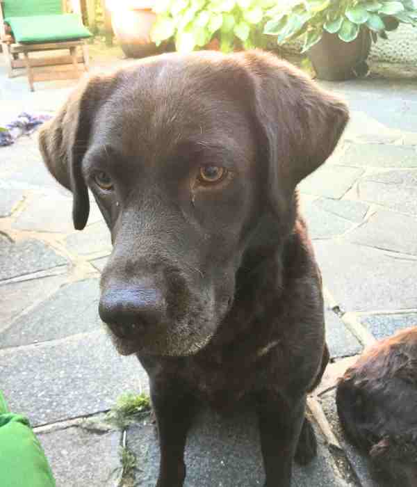 Our chocolate Labrador Rachael looking pensive