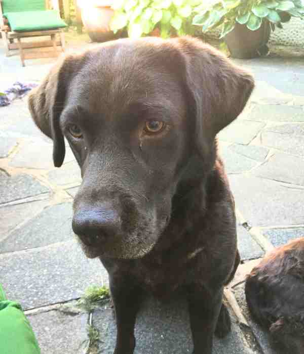 Full blooded chocolate lab deals