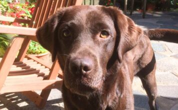 Rachael, our chocolate Lab