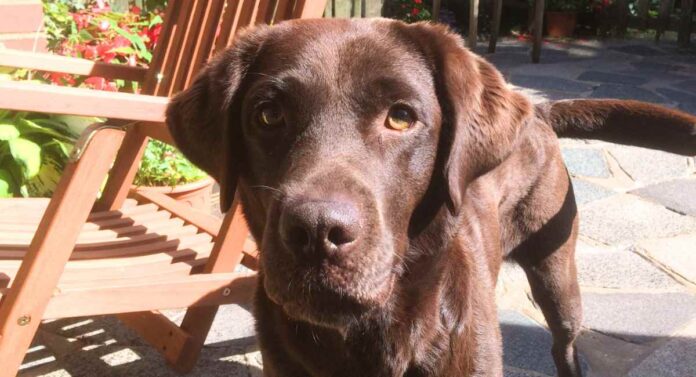 Rachael, our chocolate Lab