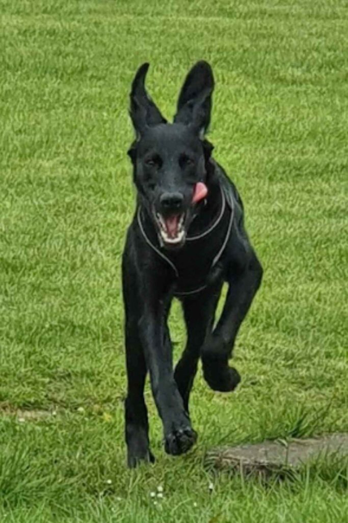 Picture of Ruby the Mastador running