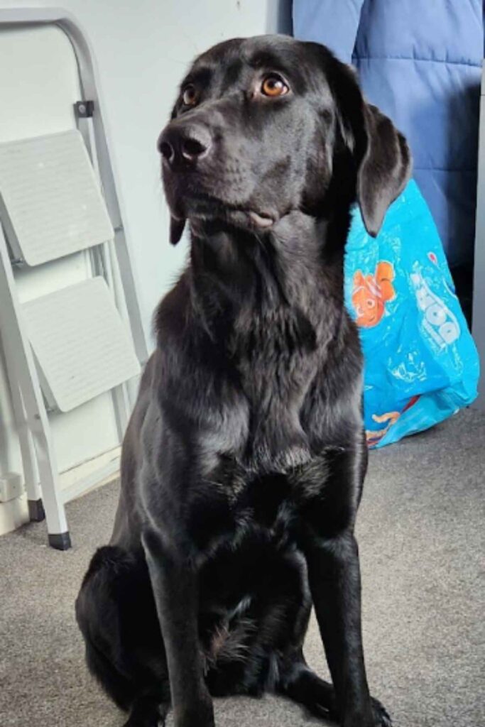 Picture of Ruby the Mastiff Lab mix