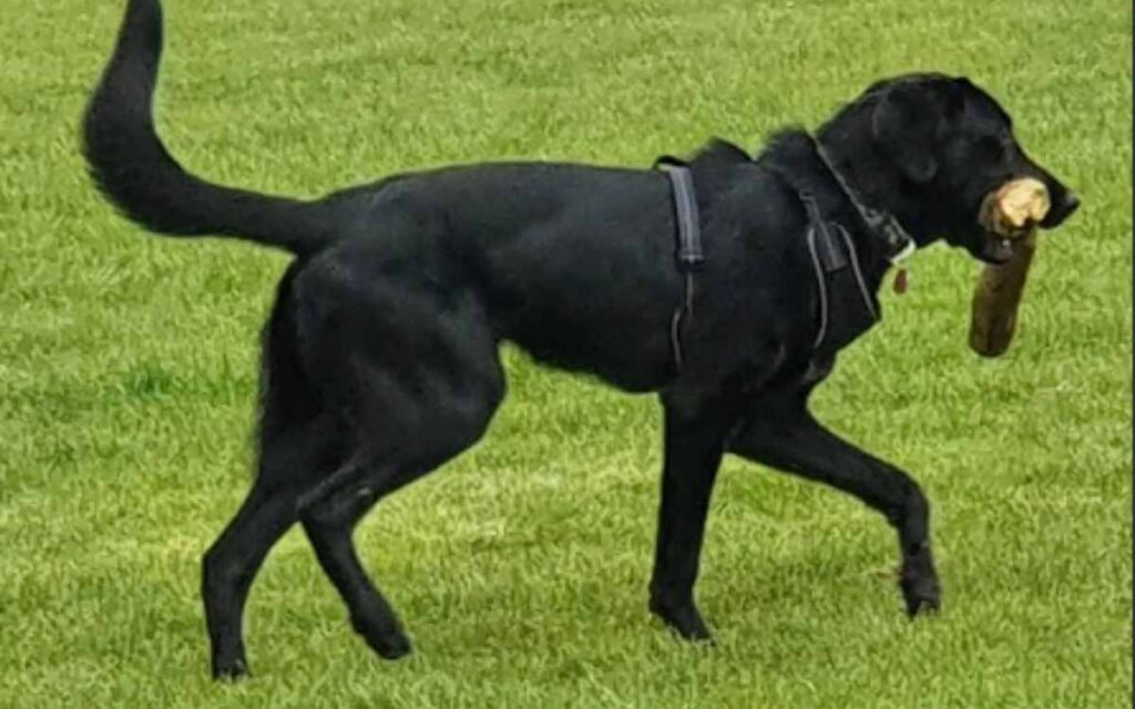 Photo of Ruby the Mastiff Lab mix